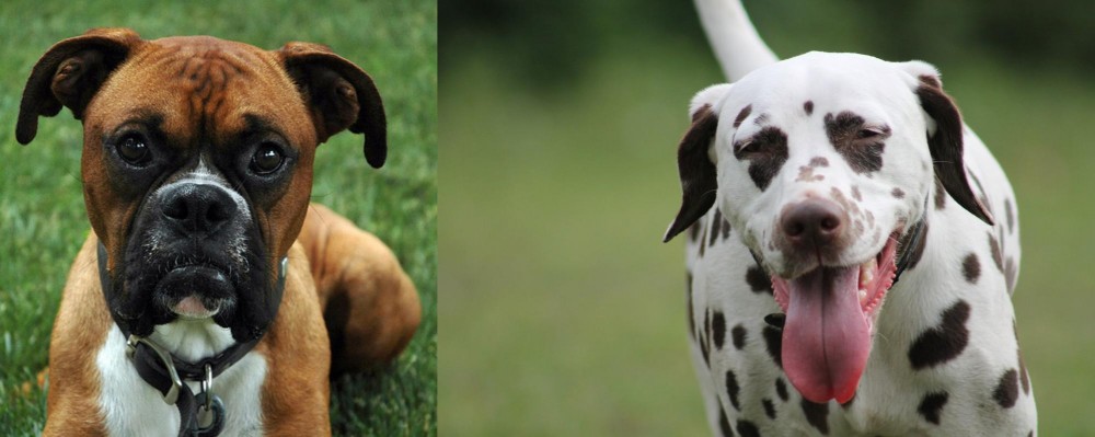 Dalmatian vs Boxer - Breed Comparison