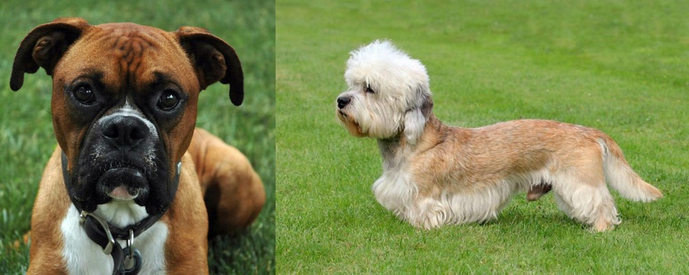 Dandie Dinmont Terrier vs Boxer - Breed Comparison