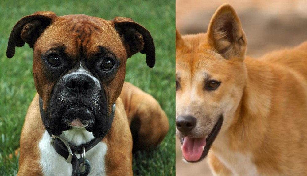 Dingo vs Boxer - Breed Comparison