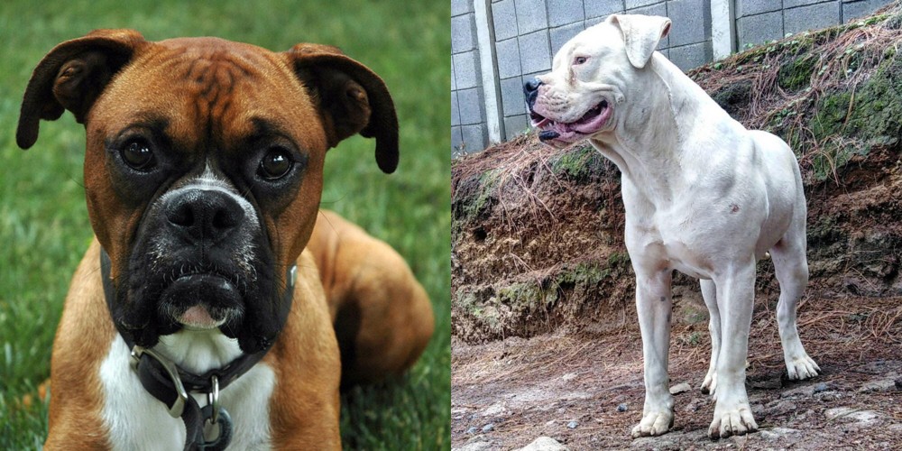 Dogo Guatemalteco vs Boxer - Breed Comparison