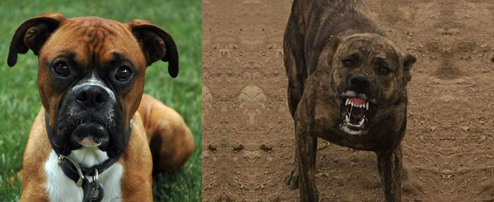 Dogo Sardesco vs Boxer - Breed Comparison