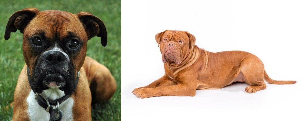Dogue De Bordeaux vs Boxer - Breed Comparison