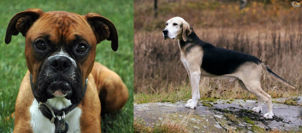 Dunker vs Boxer - Breed Comparison