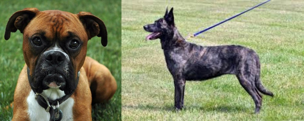 Dutch Shepherd vs Boxer - Breed Comparison