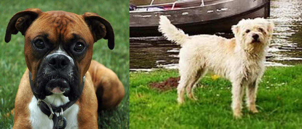 Dutch Smoushond vs Boxer - Breed Comparison