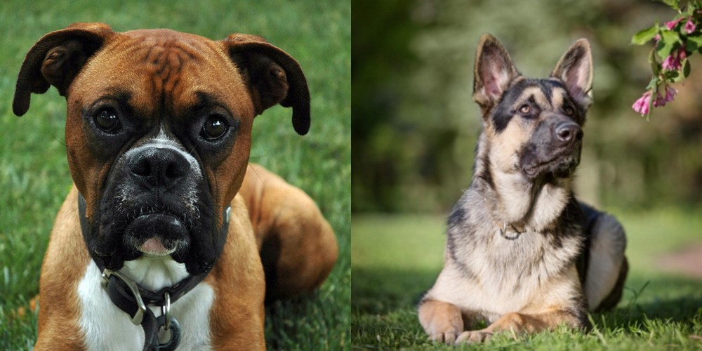 East European Shepherd vs Boxer - Breed Comparison