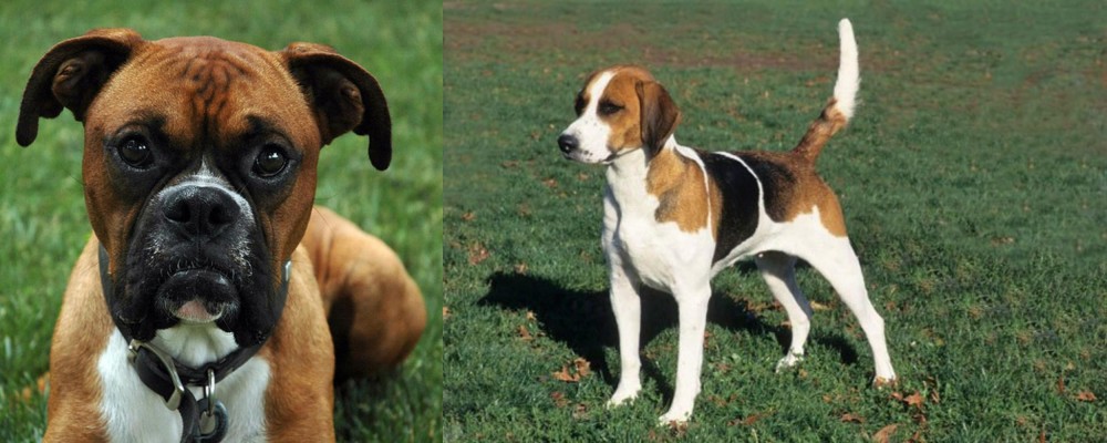 English Foxhound vs Boxer - Breed Comparison