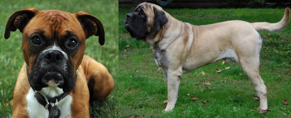 English Mastiff vs Boxer - Breed Comparison
