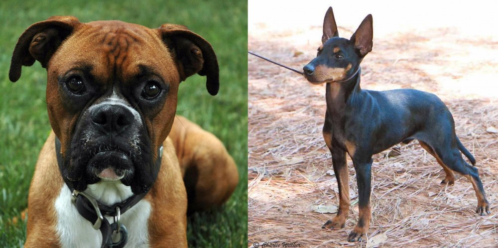 English Toy Terrier (Black & Tan) vs Boxer - Breed Comparison