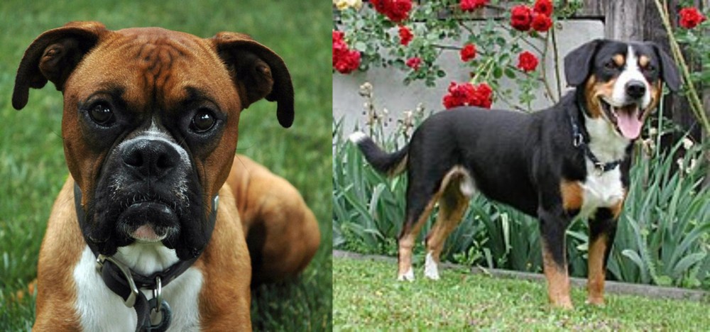 Entlebucher Mountain Dog vs Boxer - Breed Comparison