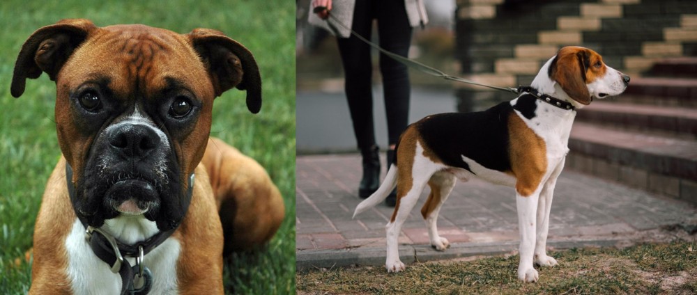 Estonian Hound vs Boxer - Breed Comparison