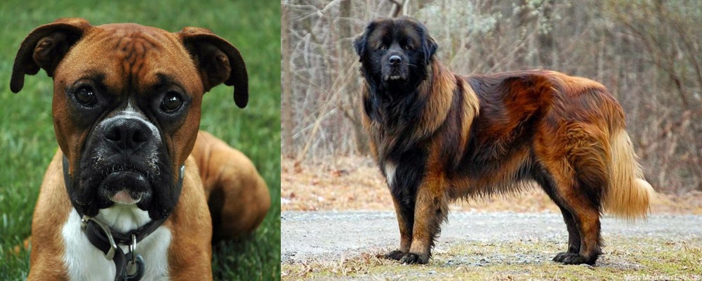 Estrela Mountain Dog vs Boxer - Breed Comparison