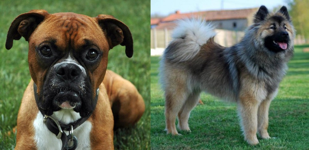 Eurasier vs Boxer - Breed Comparison