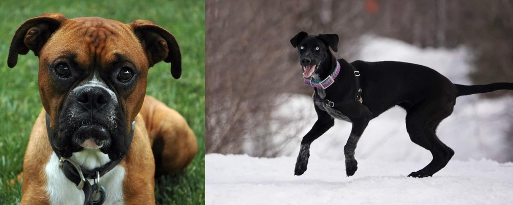 Eurohound vs Boxer - Breed Comparison