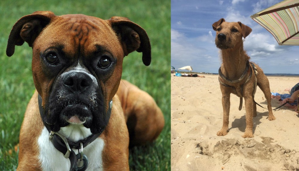 Fell Terrier vs Boxer - Breed Comparison