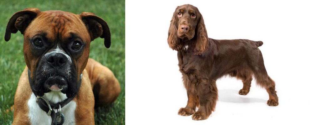 Field Spaniel vs Boxer - Breed Comparison