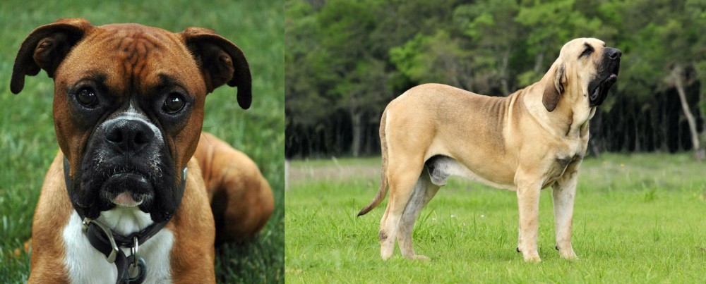 Fila Brasileiro vs Boxer - Breed Comparison