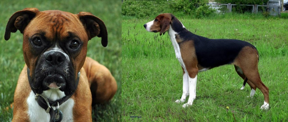 Finnish Hound vs Boxer - Breed Comparison
