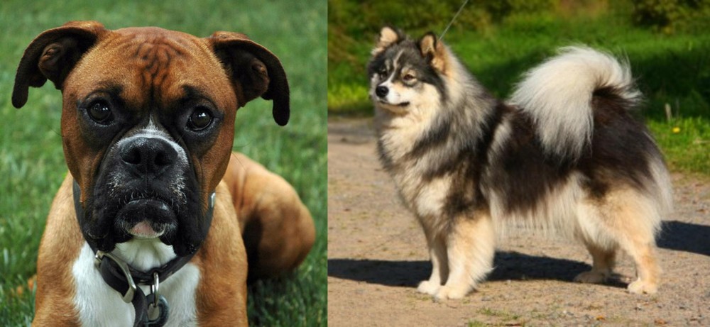Finnish Lapphund vs Boxer - Breed Comparison