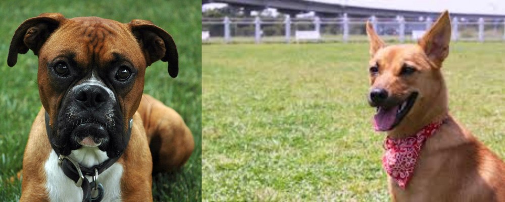 Formosan Mountain Dog vs Boxer - Breed Comparison