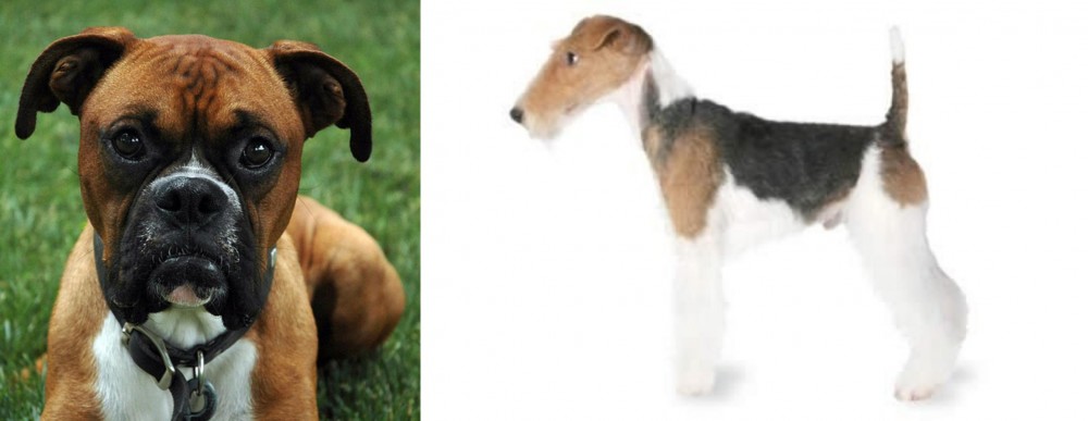 Fox Terrier vs Boxer - Breed Comparison