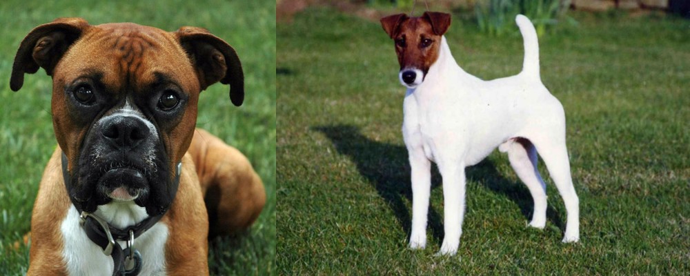Fox Terrier (Smooth) vs Boxer - Breed Comparison
