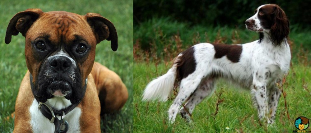 French Spaniel vs Boxer - Breed Comparison