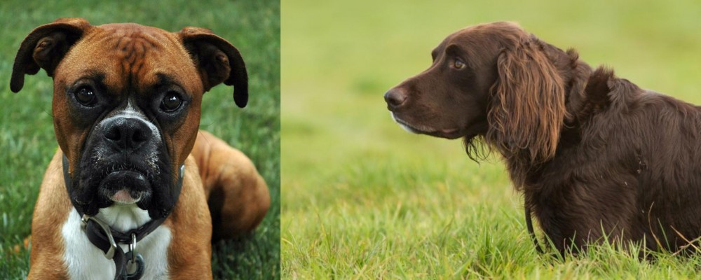 German Longhaired Pointer vs Boxer - Breed Comparison