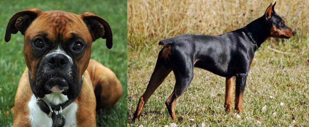 German Pinscher vs Boxer - Breed Comparison