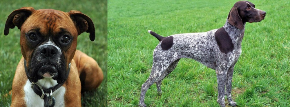 German Shorthaired Pointer vs Boxer - Breed Comparison