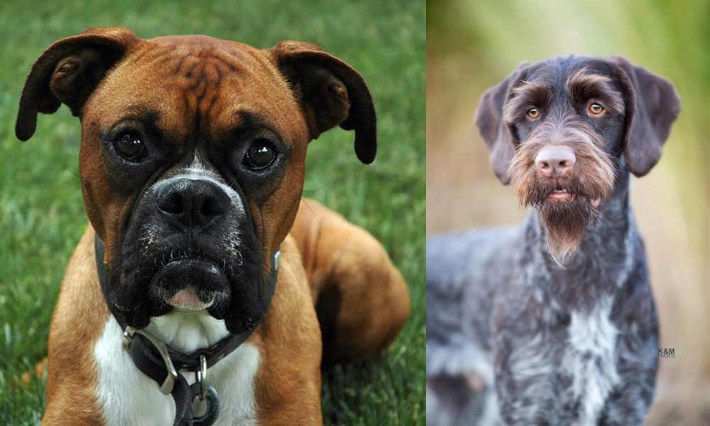 German Wirehaired Pointer vs Boxer - Breed Comparison