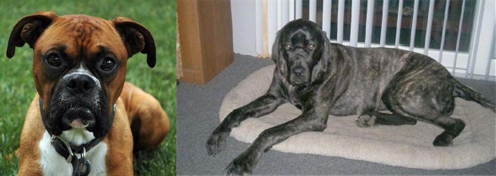 Giant Maso Mastiff vs Boxer - Breed Comparison