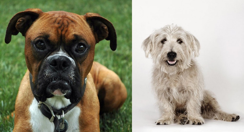 Glen of Imaal Terrier vs Boxer - Breed Comparison