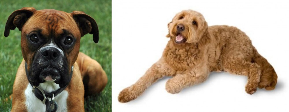 Golden Doodle vs Boxer - Breed Comparison