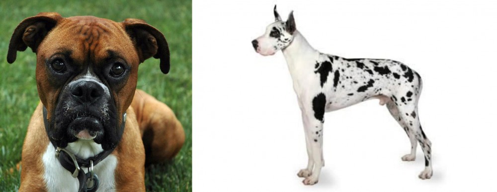 Great Dane vs Boxer - Breed Comparison
