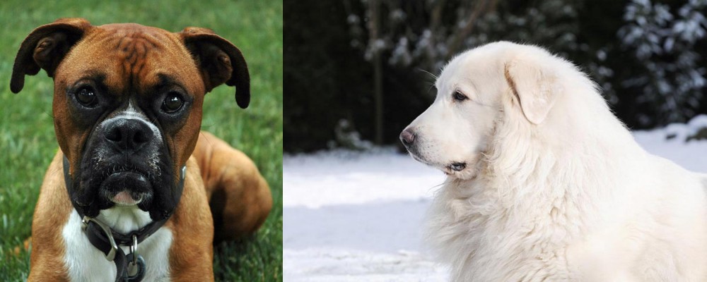 Great Pyrenees vs Boxer - Breed Comparison