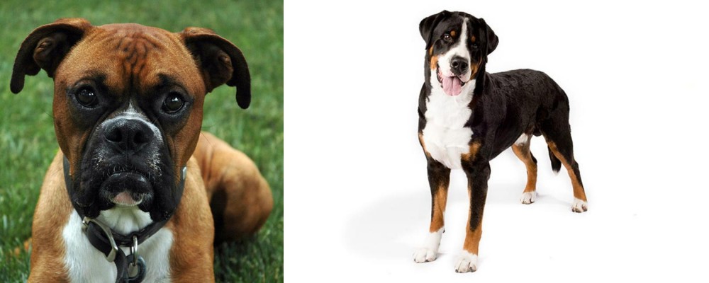 Greater Swiss Mountain Dog vs Boxer - Breed Comparison