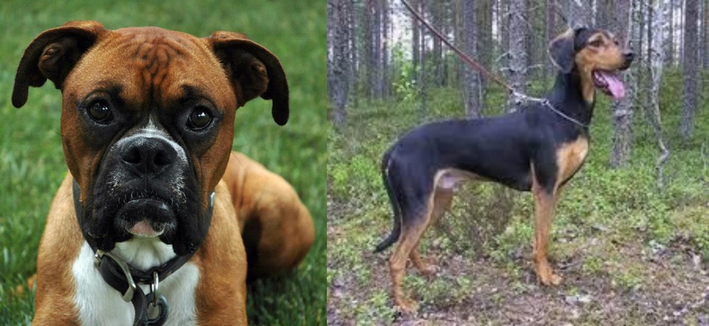 Greek Harehound vs Boxer - Breed Comparison