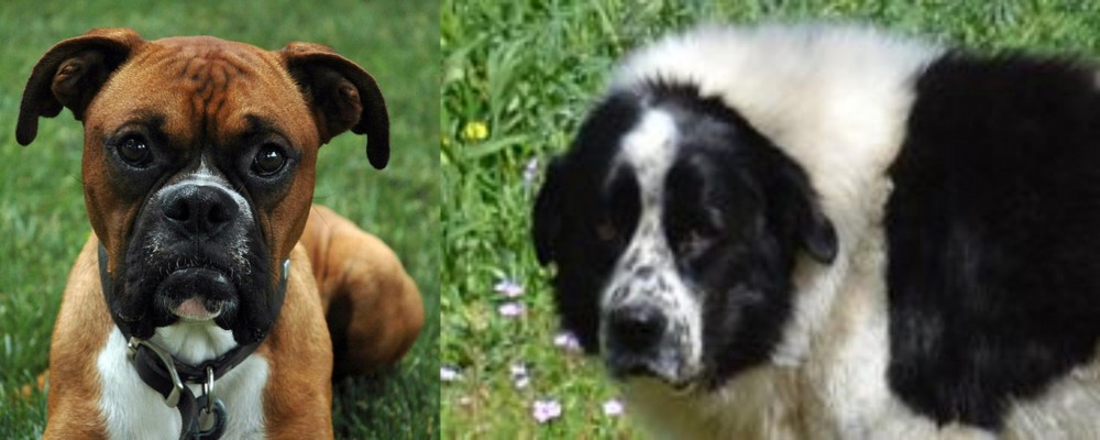 Greek Sheepdog vs Boxer - Breed Comparison