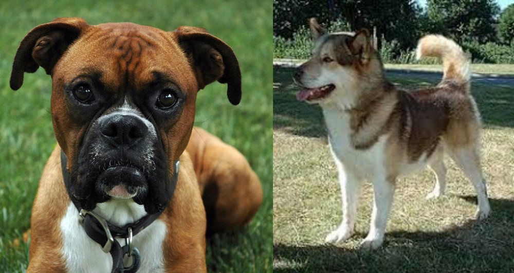 Greenland Dog vs Boxer - Breed Comparison