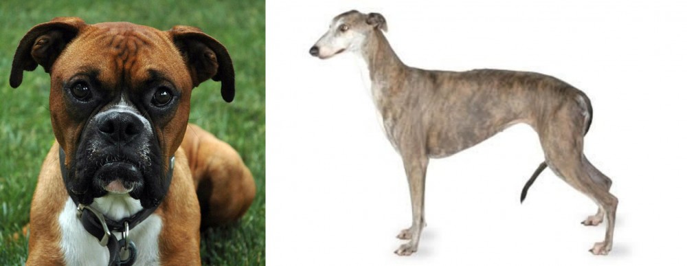 Greyhound vs Boxer - Breed Comparison
