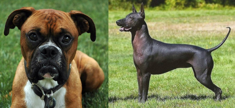Hairless Khala vs Boxer - Breed Comparison