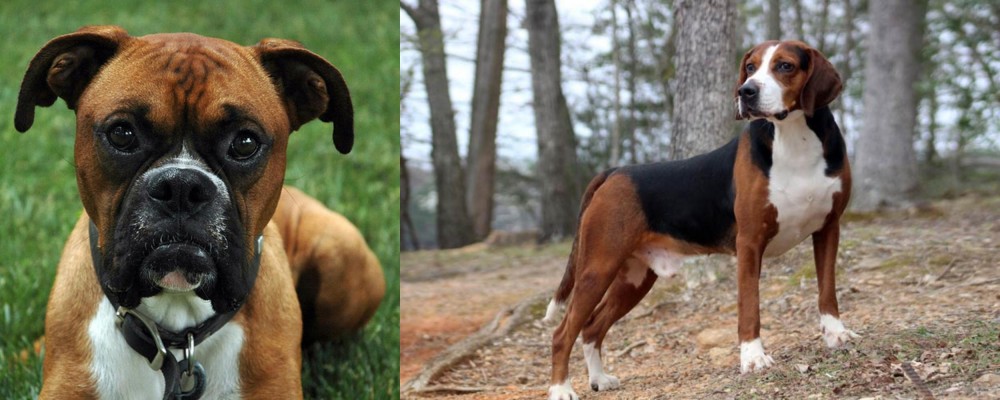 Hamiltonstovare vs Boxer - Breed Comparison