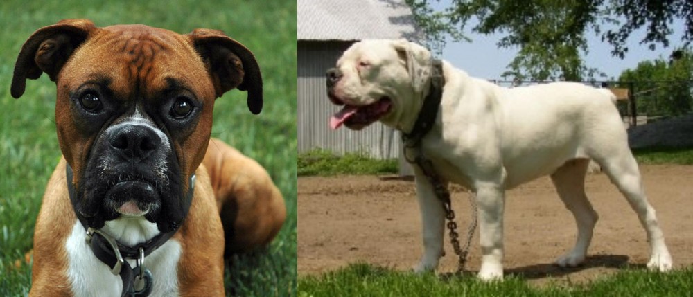 Hermes Bulldogge vs Boxer - Breed Comparison