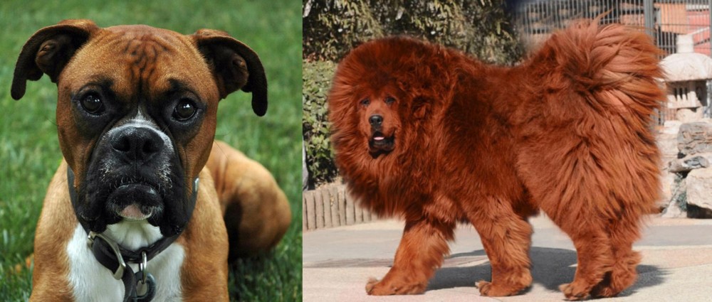 Himalayan Mastiff vs Boxer - Breed Comparison