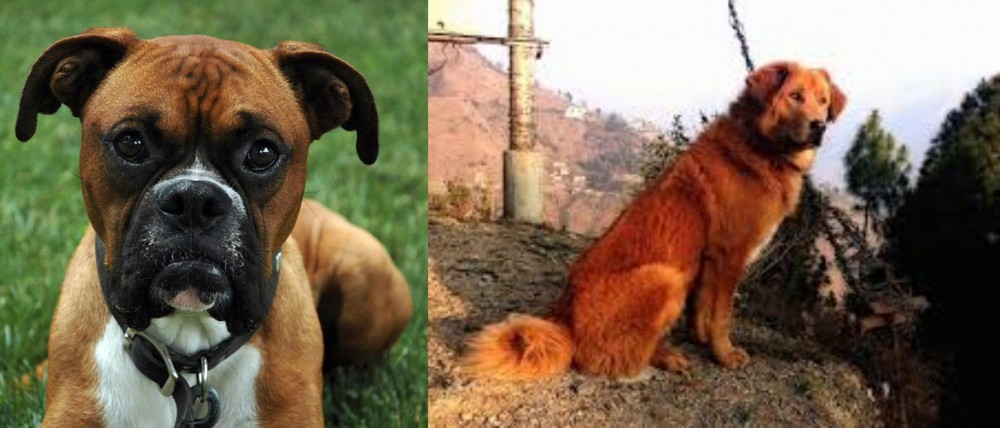 Himalayan Sheepdog vs Boxer - Breed Comparison