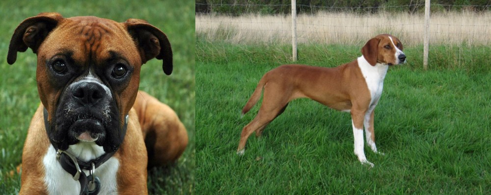Hygenhund vs Boxer - Breed Comparison