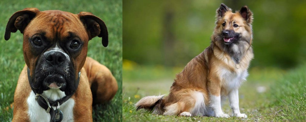 Icelandic Sheepdog vs Boxer - Breed Comparison