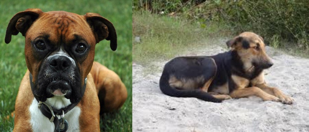 Indian Pariah Dog vs Boxer - Breed Comparison