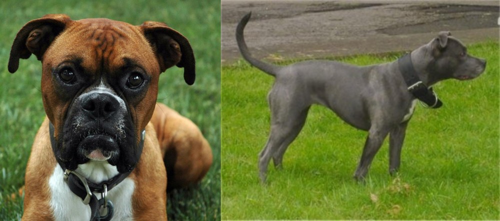 Irish Bull Terrier vs Boxer - Breed Comparison